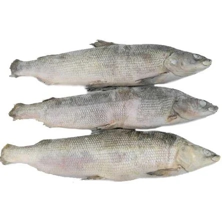 Муксун н/р 1,2-1,4 IQF