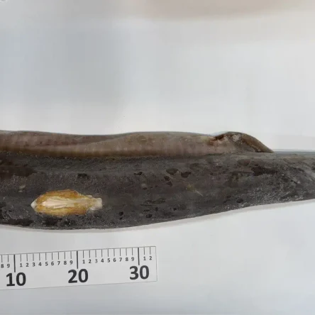 Акула Черноморская (Катран) ПБГ б/хв. IQ