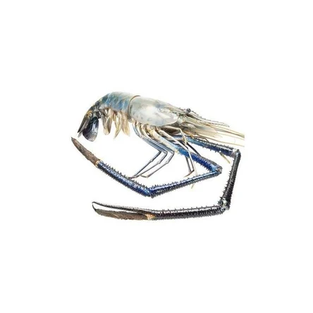 Креветка Скампи 2/4 н/р с/м