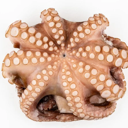 Осьминог целый очищ.