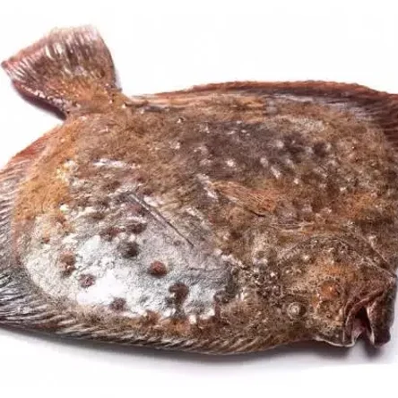 Камбала калкан н/р 4,8+ IQF