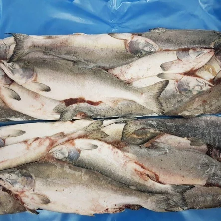 Горбуша НР с/м