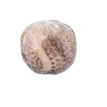 Осьминог с/м IQF 3+